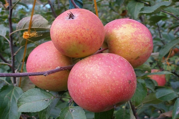 صنف التفاح