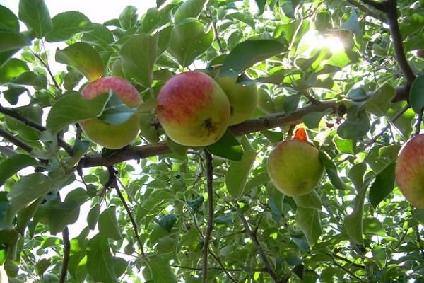 fruktträd