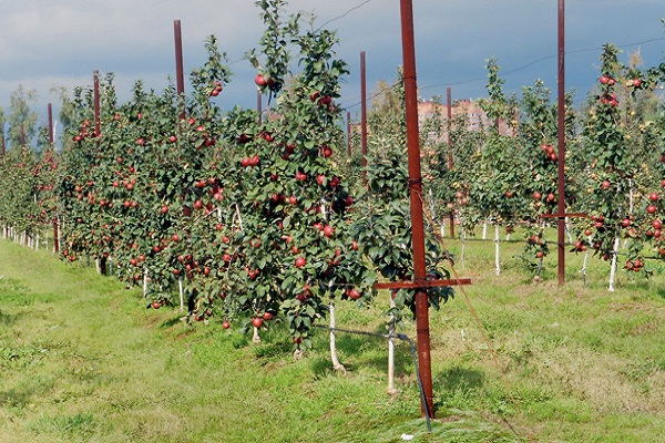 Frucht dicht