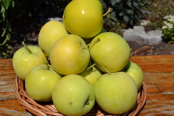 frostbeständige Arten