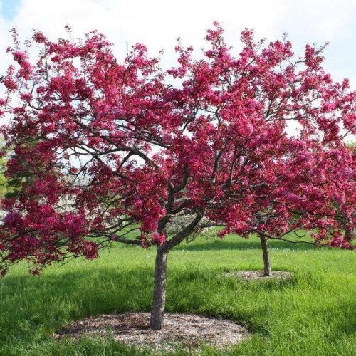 apple tree ol