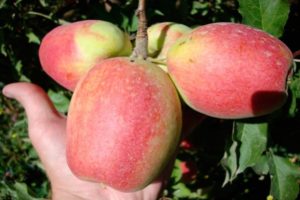 Περιγραφή και χαρακτηριστικά της ποικιλίας μήλου Champagne, των περιοχών καλλιέργειας και της απόδοσης