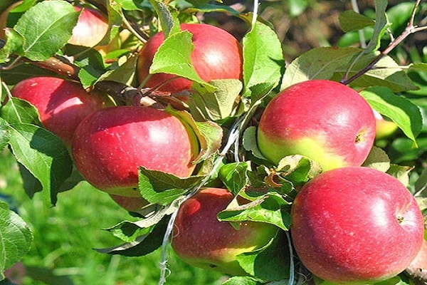 growth of branches