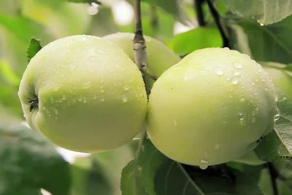 Fruit assessment