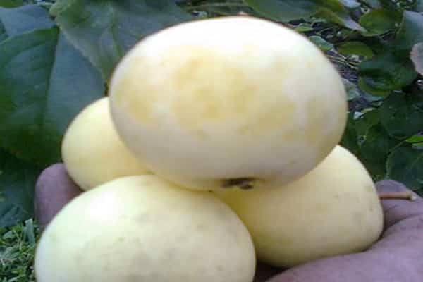 frequency of fruiting