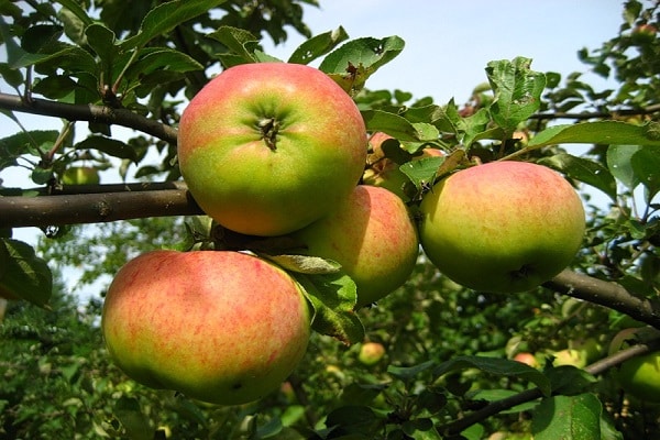  we eat apples