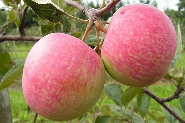 Description and characteristics, the history of the selection of the Winter Beauty variety and reviews of gardeners