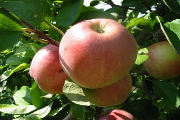 ripening and fruiting
