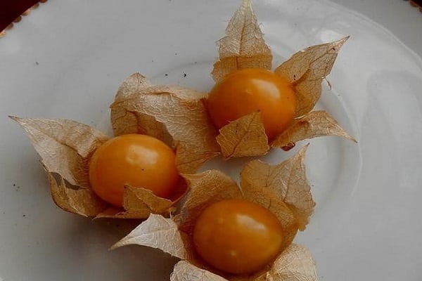 άγριοι θάμνοι