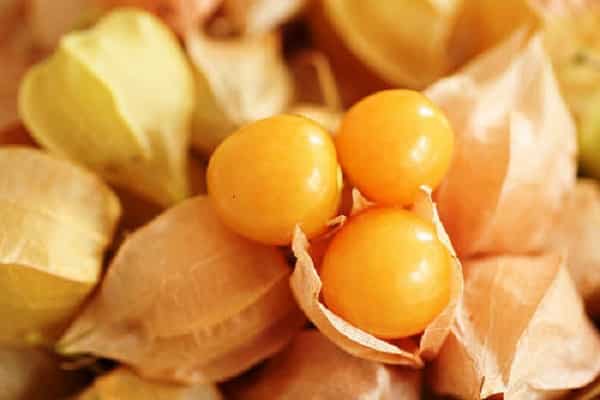 αφέψημα από τις ρίζες