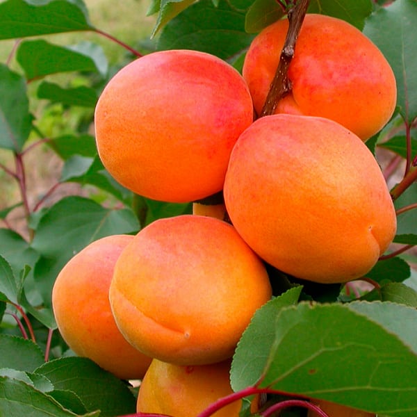 apricot aquarius