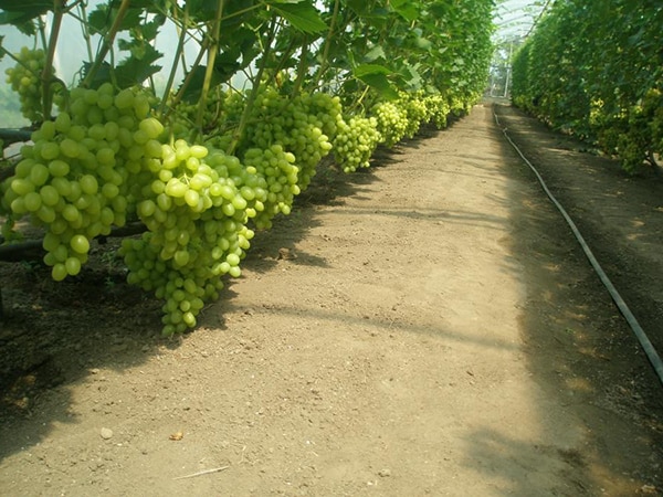 uvas na estufa