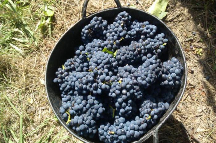 Raisins de cabernet sauvignon