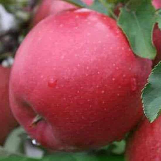 ripe apple