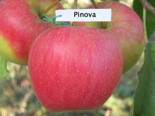Pinova apple variety