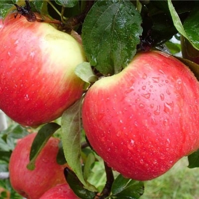 Prima-Äpfel
