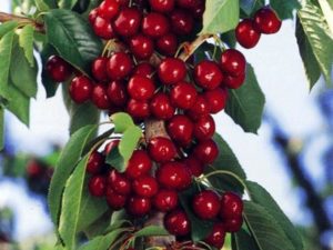 Stulpinių vyšnių veislių aprašymas, jų sodinimo ir priežiūros ypatybės, genėjimo būdai
