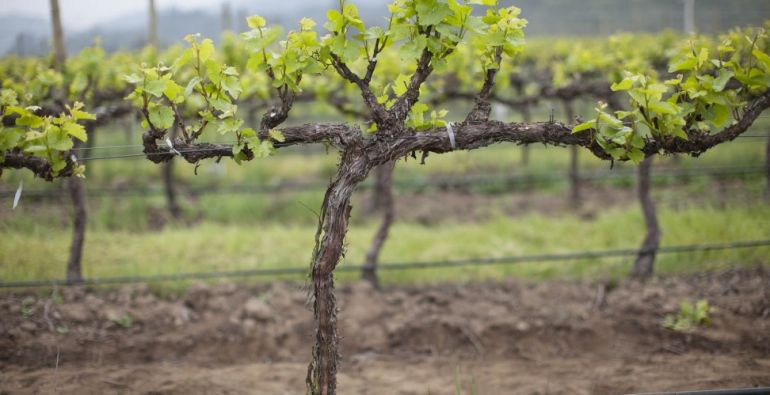 planting grapes