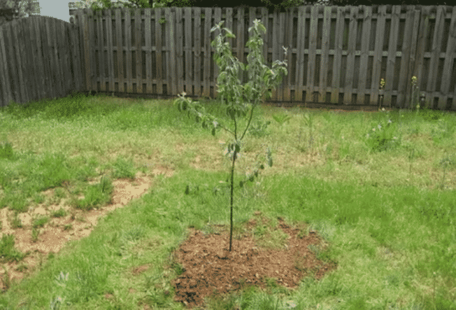 plantera ett äppelträd