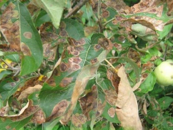 rust on the leaves