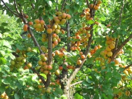 стабло марелице
