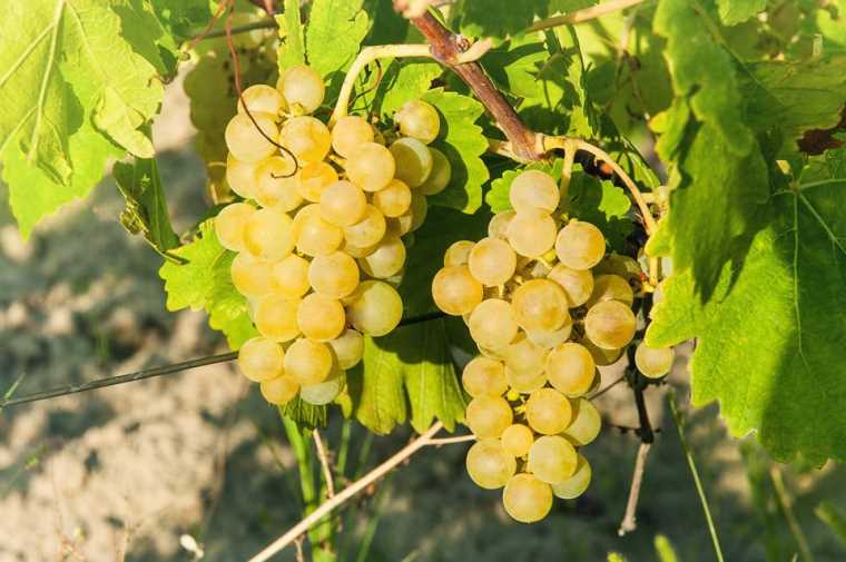 ripe grapes