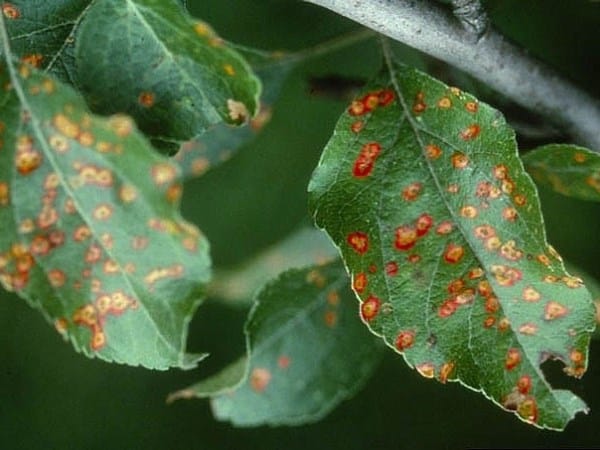 rust on the leaves
