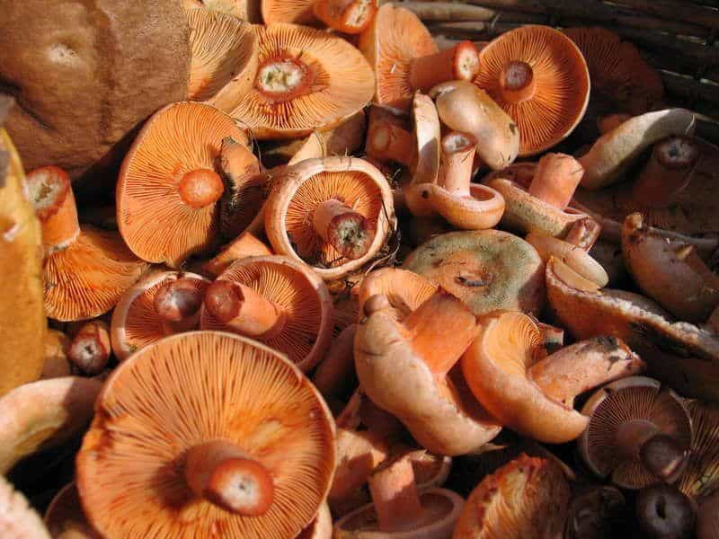 Pilze