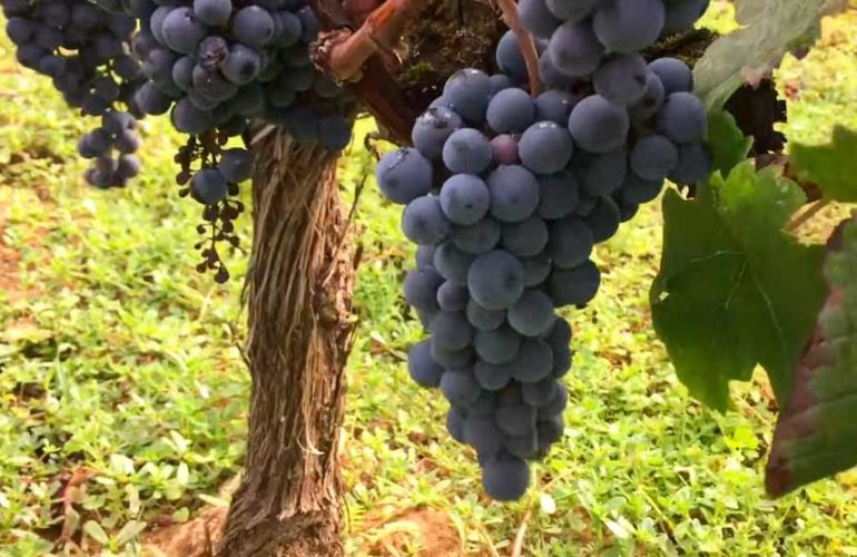 merlot grapes