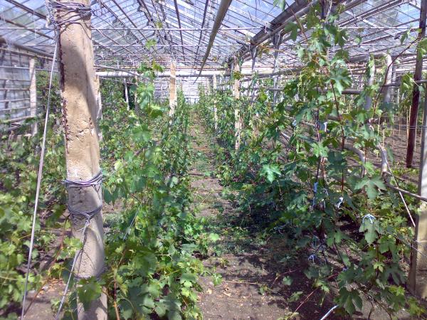 arbustos de uva em uma estufa