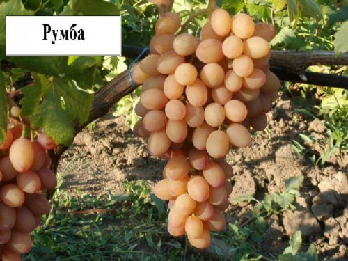 rumba üzümleri
