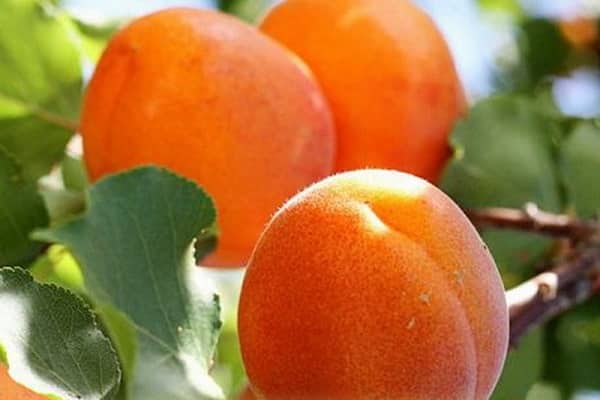 Orangenbeeren