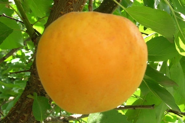 Aprikosenbäume
