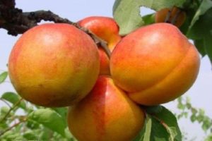 Опис сорте и сорте узгоја марелице Голдрицх