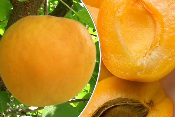 Obst weggeschnitten