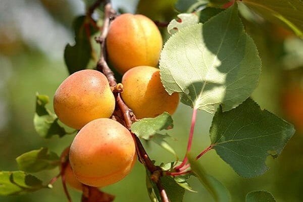 секција близу стабљике