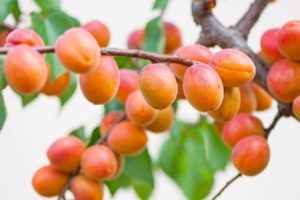Mô tả các giống mai Bá tước, ưu nhược điểm, cách trồng trọt