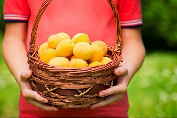 portefeuille de fruits