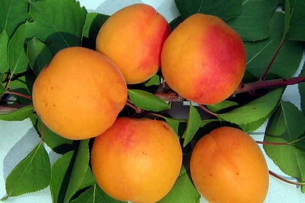 temps de maturation