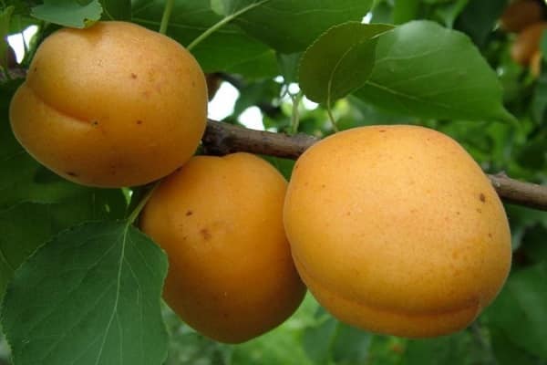 stora frukter