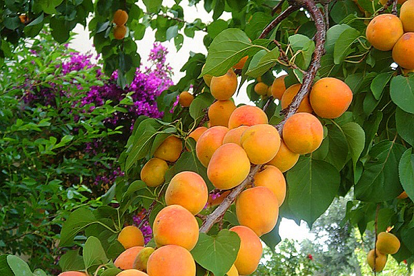 orange paradise