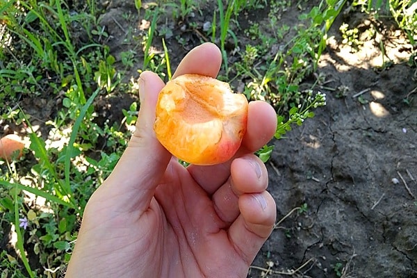 kayısı taşı