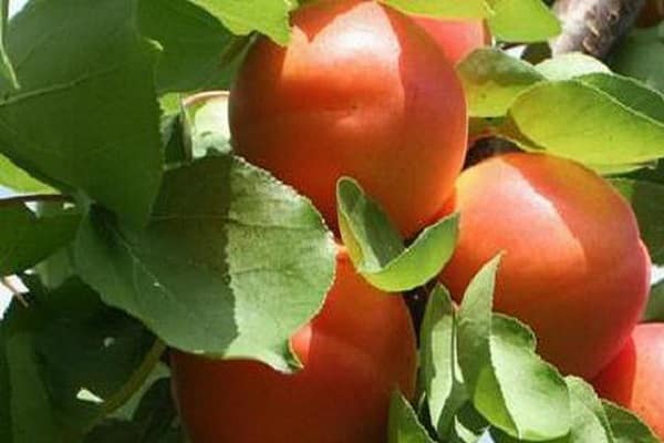 διχαλωτά κλαδιά