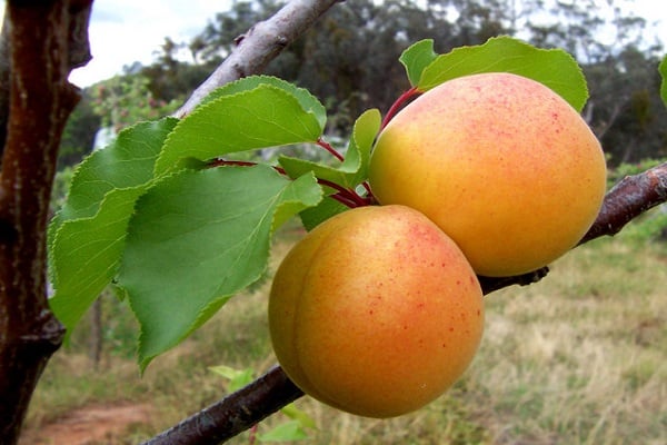 đào mơ