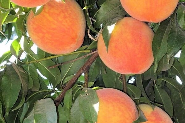 Mô tả giống mai Đào và đặc điểm chịu sương giá, ưu nhược điểm