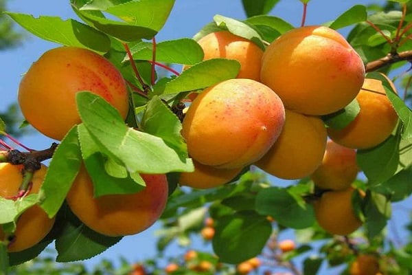 cây đặc trưng