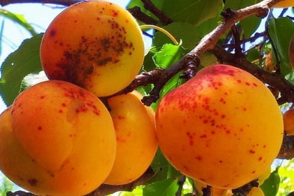 điểm trái cây