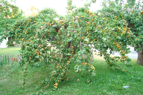 Sommerbewohner denken