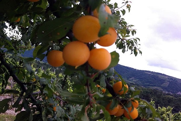 Obstpflanze