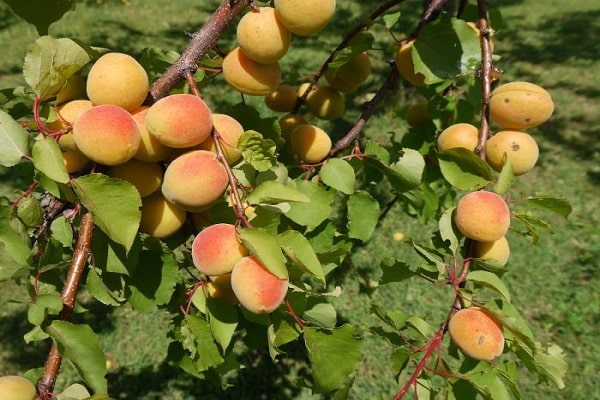 Beerenformen